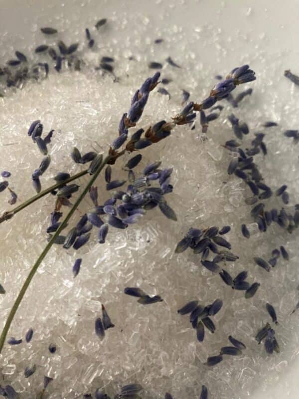 lavender on white background