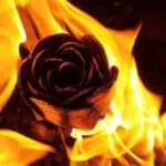 black metal rose surrounded by flames in fire