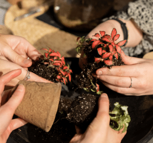 hands working with soil and plants intobeige pots