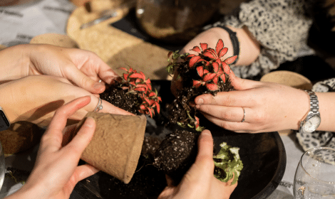 hands working with soil and plants intobeige pots